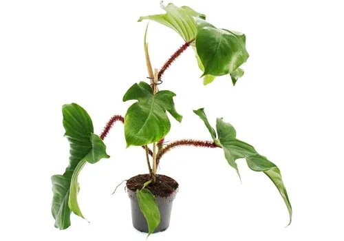 Junai.nl Philodendron squamiferum | 12 cm pot | 30 cm hoog