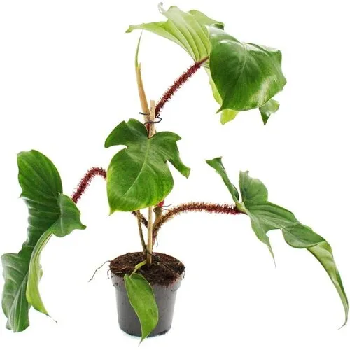 Junai.nl Philodendron squamiferum | 12 cm pot | 30 cm hoog