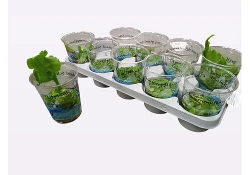 Junai.nl Drijfplanten in beker | per stuk