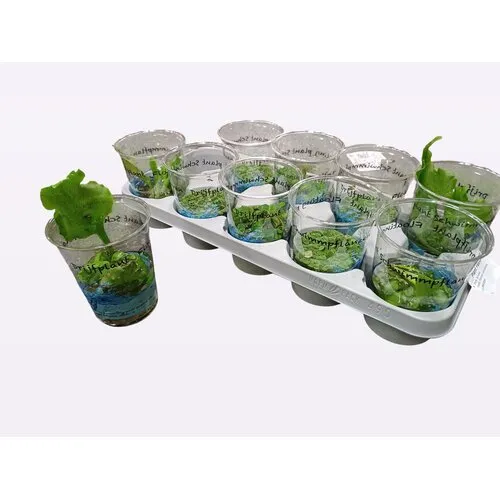 Junai.nl Drijfplanten in beker | per stuk