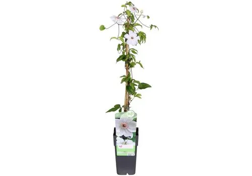 Junai.nl Clematis Miss Bateman | 14 cm pot | 50 cm hoog