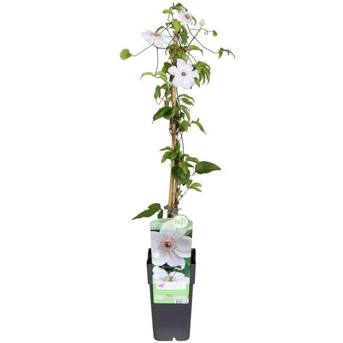 Junai.nl Clematis Miss Bateman | 14 cm pot | 50 cm hoog