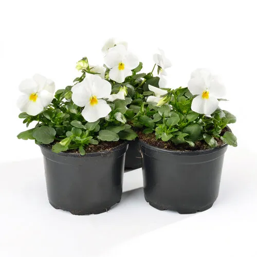 Junai.nl Viola cornuta wit | 9 cm pot | ca. 10 cm hoog