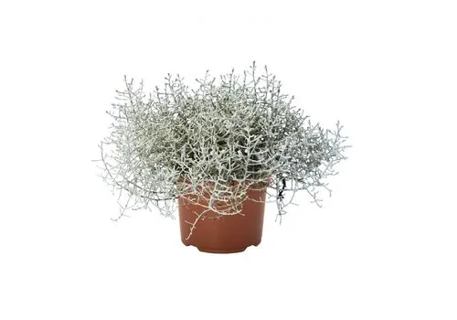 Junai.nl Leucophyta brownii | Zilverstruikje | 18 cm hoog | 10,5 cm pot