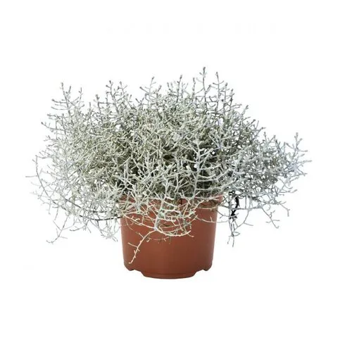 Junai.nl Leucophyta brownii | Zilverstruikje | 18 cm hoog | 10,5 cm pot