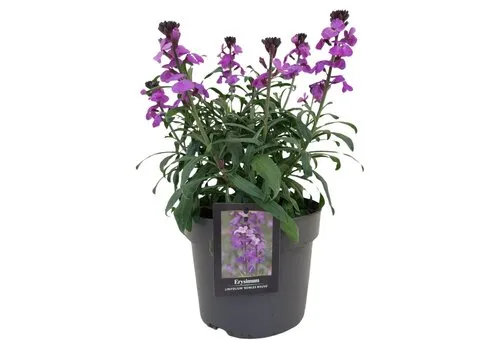 Junai.nl Muurbloem paars | Erysimum cheiri | pot 10 cm | 18 cm hoog
