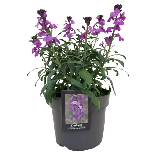 Junai.nl Muurbloem paars | Erysimum cheiri | pot 10 cm | 18 cm hoog
