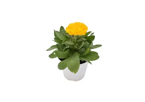Junai.nl Calendula officinalis | 10cm pot | 15cm hoog