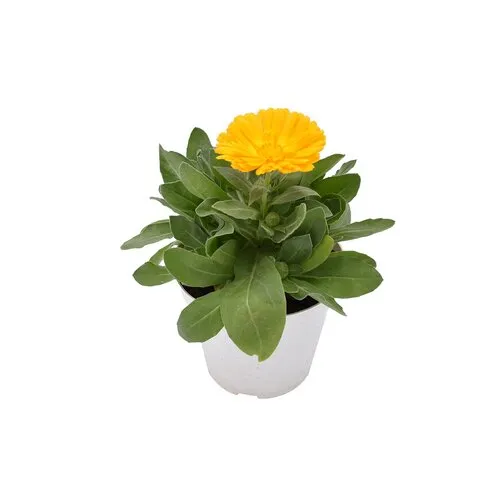 Junai.nl Calendula officinalis | 10cm pot | 15cm hoog