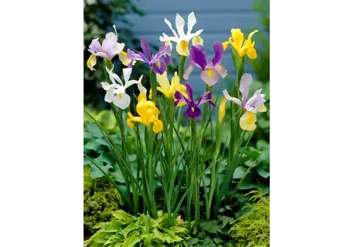 Junai.nl Iris reticulata gemengd 3 kleuren | P9 | 15 cm | 2 bollen | per stuk