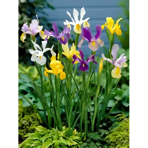 Junai.nl Iris reticulata gemengd 3 kleuren | P9 | 15 cm | 2 bollen | per stuk