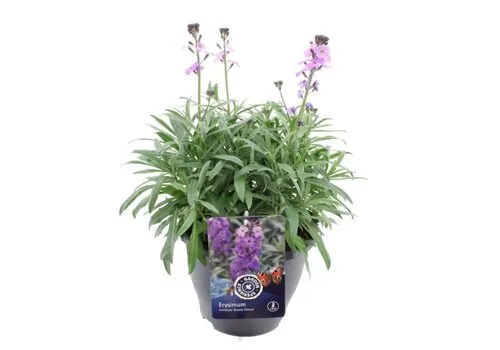 Junai.nl Muurbloem lichtpaars | Erysimum cheiri | pot 10 cm | 18 cm hoog