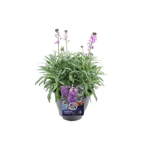 Junai.nl Muurbloem lichtpaars | Erysimum cheiri | pot 10 cm | 18 cm hoog