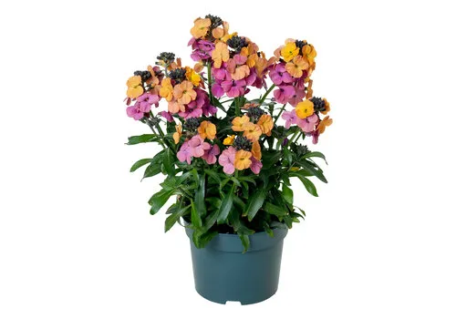 Junai.nl Muurbloem | Erysimum cheiri paars | geel | 10 cm pot | 18 cm hoog