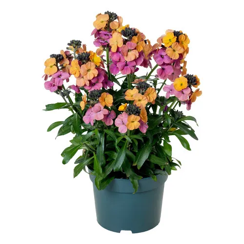 Junai.nl Muurbloem | Erysimum cheiri paars | geel | 10 cm pot | 18 cm hoog