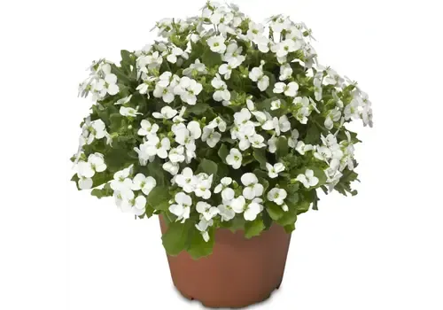 Junai.nl Arabis caucasica | Pot 12 | 23 cm hoog | wit