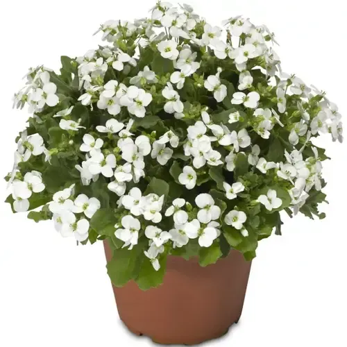 Junai.nl Arabis caucasica | Pot 12 | 23 cm hoog | wit
