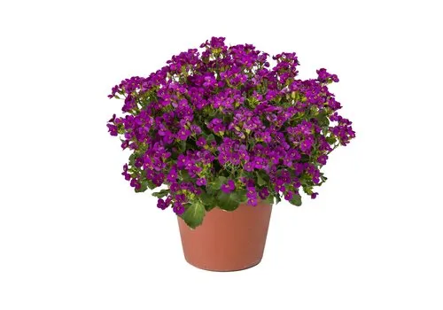 Junai.nl Arabis caucasica | 23 cm hoog | 12 cm pot | roze