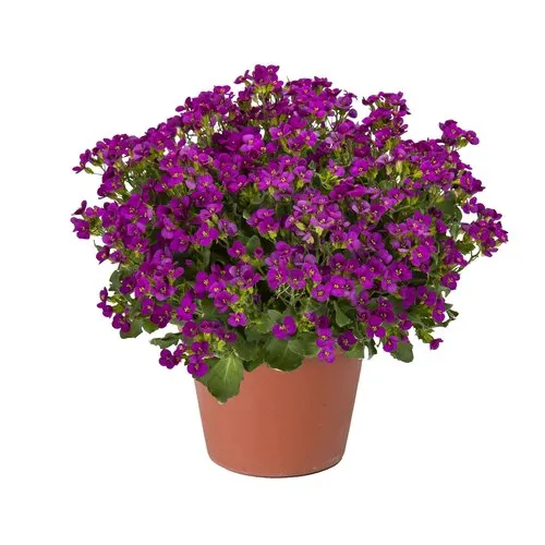 Junai.nl Arabis caucasica | 23 cm hoog | 12 cm pot | roze