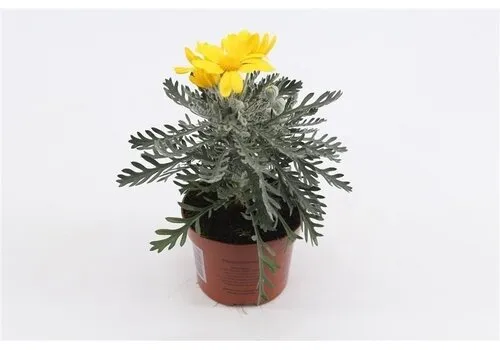 Junai.nl Euryops pectinatus 'Silver Star' | 10cm pot | 22cm hoog