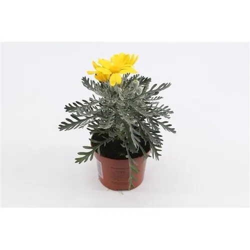 Junai.nl Euryops pectinatus 'Silver Star' | 10cm pot | 22cm hoog