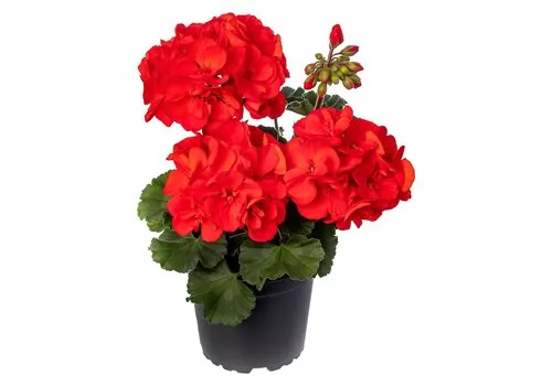 Junai.nl Pelargonium zonale 'Tango Dark Red' | 10 cm pot | 18 cm hoog