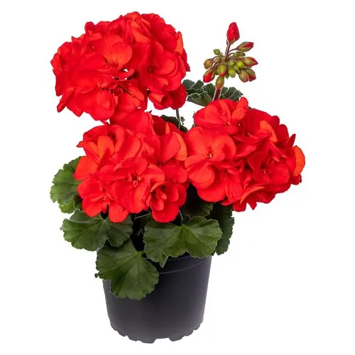 Junai.nl Pelargonium zonale 'Tango Dark Red' | 10 cm pot | 18 cm hoog