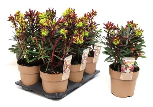 Junai.nl Euphorbia amygdaloides 'Purpurea' | 13 cm pot | 26 cm hoog