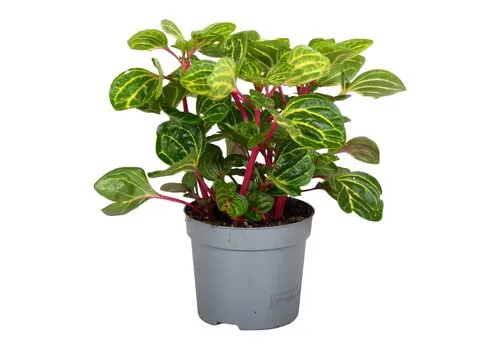 Junai.nl Iresine herbstii ‘Rich Funnygold’ | 13 cm pot | 21 cm hoog