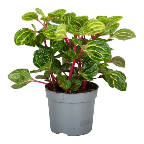 Junai.nl Iresine herbstii ‘Rich Funnygold’ | 13 cm pot | 21 cm hoog