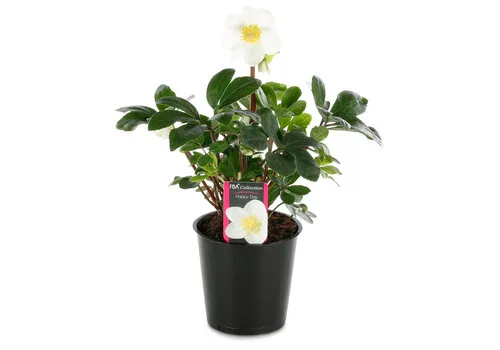 Junai.nl Helleborus niger 'Happy Day' | 12 cm pot | 20 cm hoog