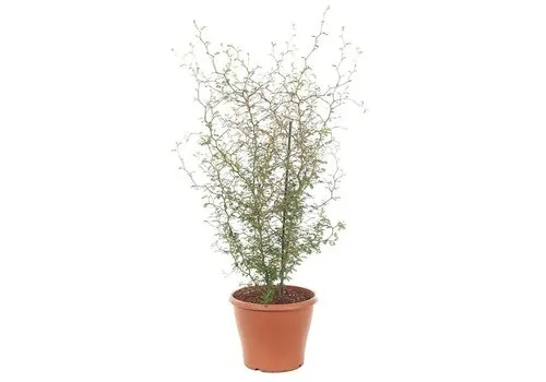 Junai.nl Sophora prostrata 'Little Baby' | 12 cm pot | 35 cm hoog