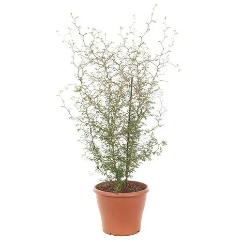 Junai.nl Sophora prostrata 'Little Baby' | 12 cm pot | 35 cm hoog