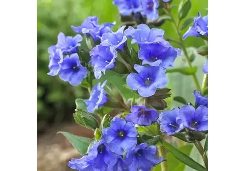 Junai.nl Longkruid Pulmonaria angustifolia 'Azurea' | 17 cm pot | 20 cm hoog
