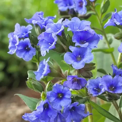 Junai.nl Longkruid Pulmonaria angustifolia 'Azurea' | 17 cm pot | 20 cm hoog