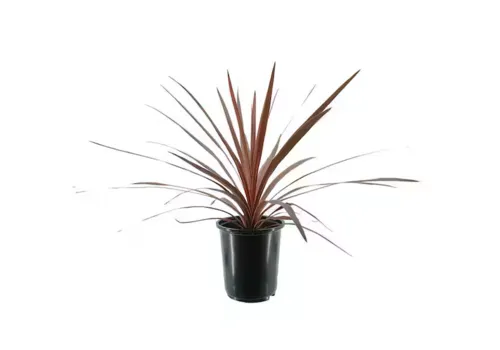 Junai.nl Cordyline australis 'Red Star' | 11 cm pot | 45 cm hoog