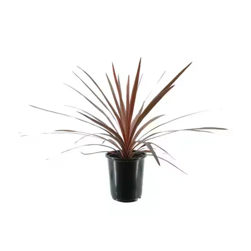 Junai.nl Cordyline australis 'Red Star' | 11 cm pot | 45 cm hoog
