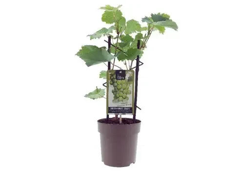 Junai.nl Vitis Muscat of Alexandria | druivenplant | potmaat C2 | 60 tot 80 cm
