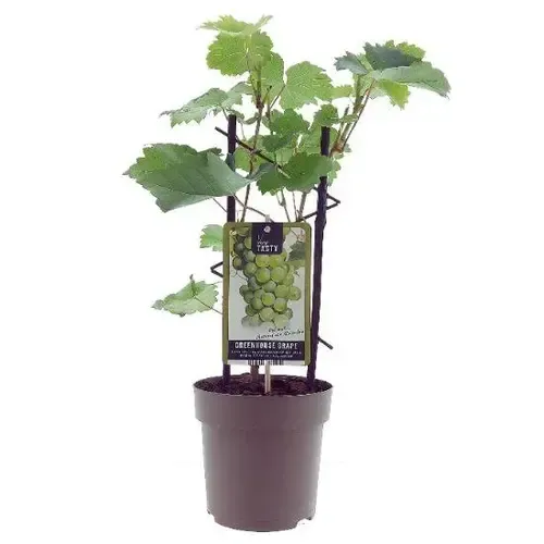 Junai.nl Vitis Muscat of Alexandria | druivenplant | potmaat C2 | 60 tot 80 cm