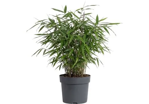 Junai.nl Fargesia bamboe | pot 14 cm | 40 cm hoog