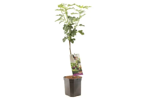 Junai.nl Ficus carica 'Brown Turkey' | 60 cm | 19 cm pot