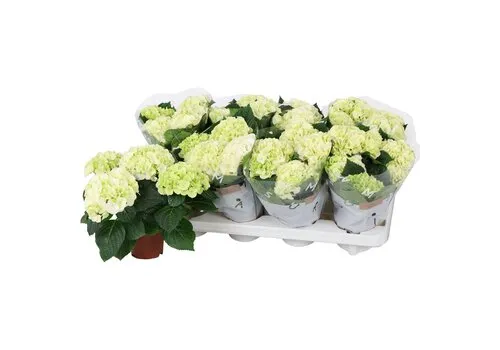 Junai.nl Hydrangea macrophylla 'Hi White Sun' | hortensia | 25 cm hoog | 10 cm pot