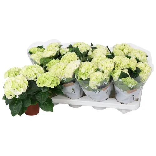 JUNAVERA Hydrangea macrophylla 'Hi White Sun' | hortensia | 25 cm hoog | 10 cm pot