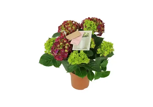 Junavera Hydrangea macrophylla 'Hi Fire' | Hortensia | Ø10 cm pot | 25 cm hoog