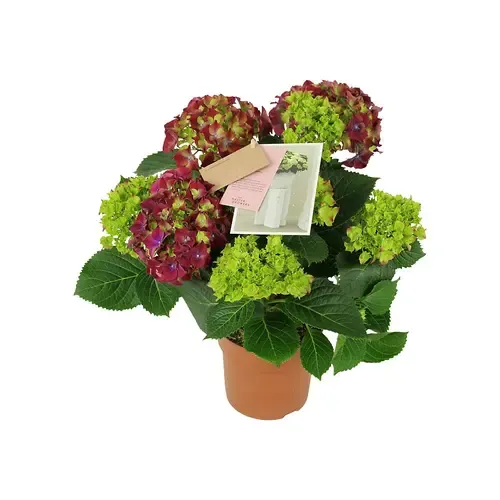Junai.nl Hydrangea macrophylla 'Hi Fire' | Hortensia | Ø10 cm pot | 25 cm hoog