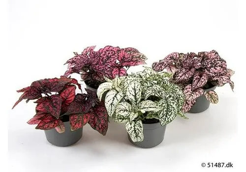 Junai.nl Hypoestes mix gemengde kleuren | 11 cm pot | 12 cm hoog | per stuk