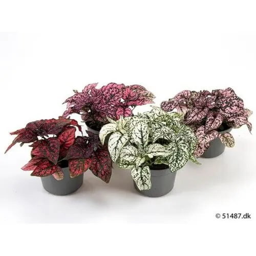 Junai.nl Hypoestes mix gemengde kleuren | 11 cm pot | 12 cm hoog | per stuk