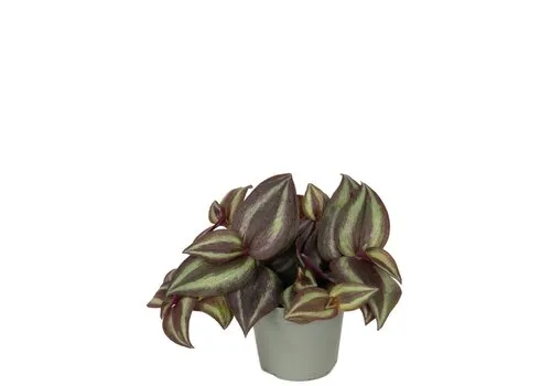 Junai.nl Tradescantia zebrina 'Purpusii' | 7 cm pot