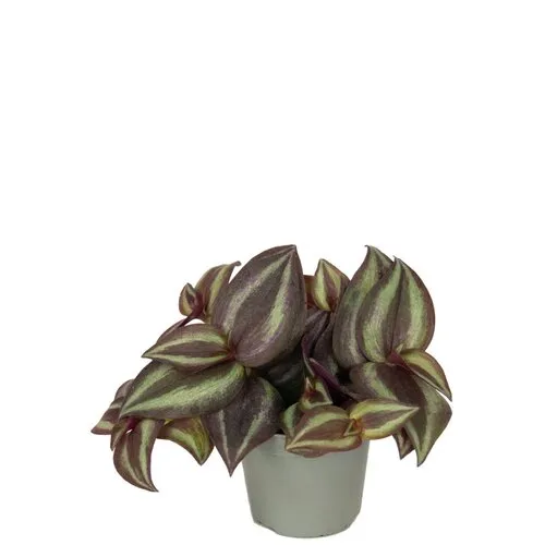 Junai.nl Tradescantia zebrina 'Purpusii' | 7 cm pot