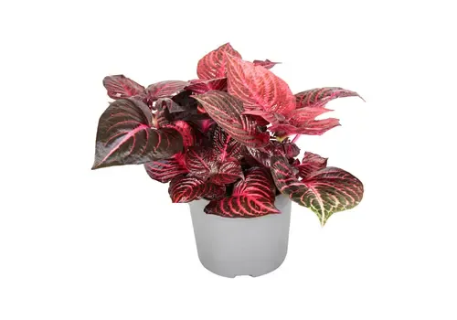 Junai.nl Iresine herbstii 'Rich Redstar' | 6 cm pot | 15 cm hoog